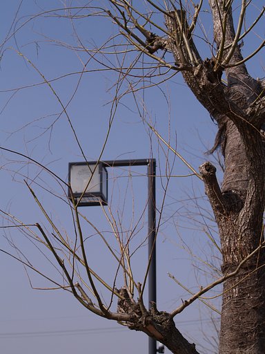 柳