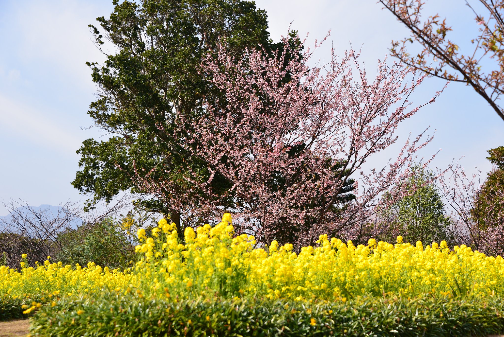 菜の花