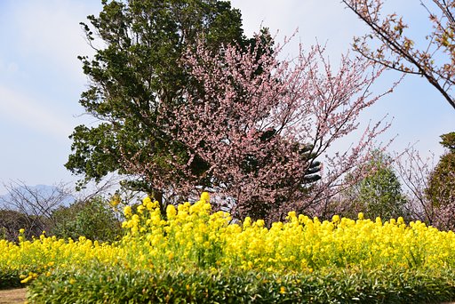 菜の花