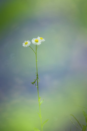追想の愛