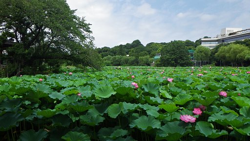 不忍の池にて
