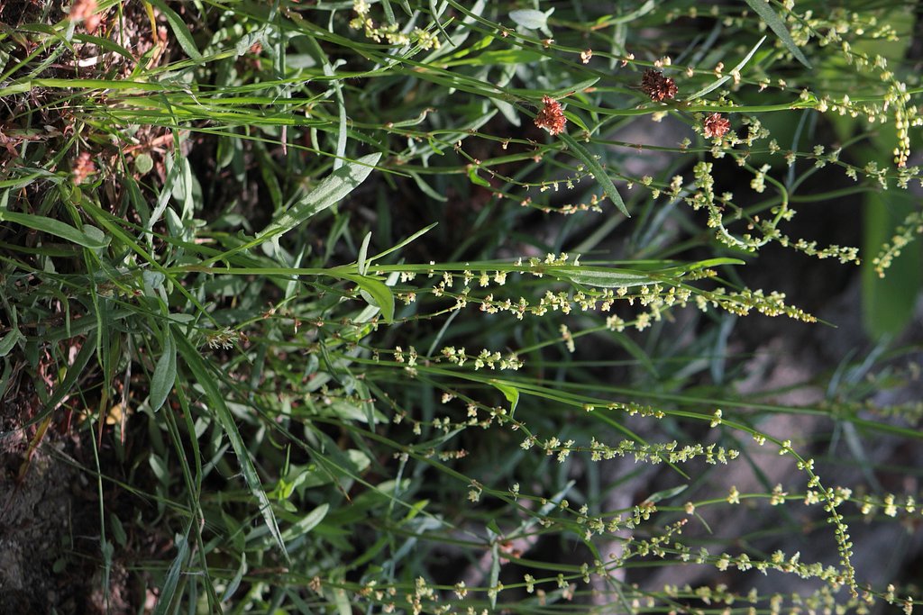 スラリと伸びるこの野草
