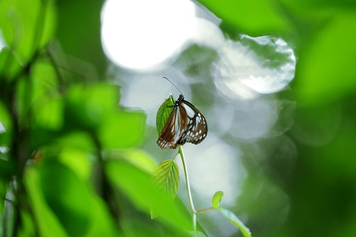 アサギマダラ