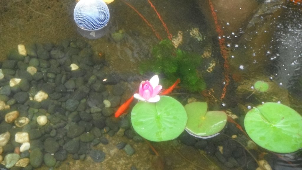 【夏】小池にスイレン