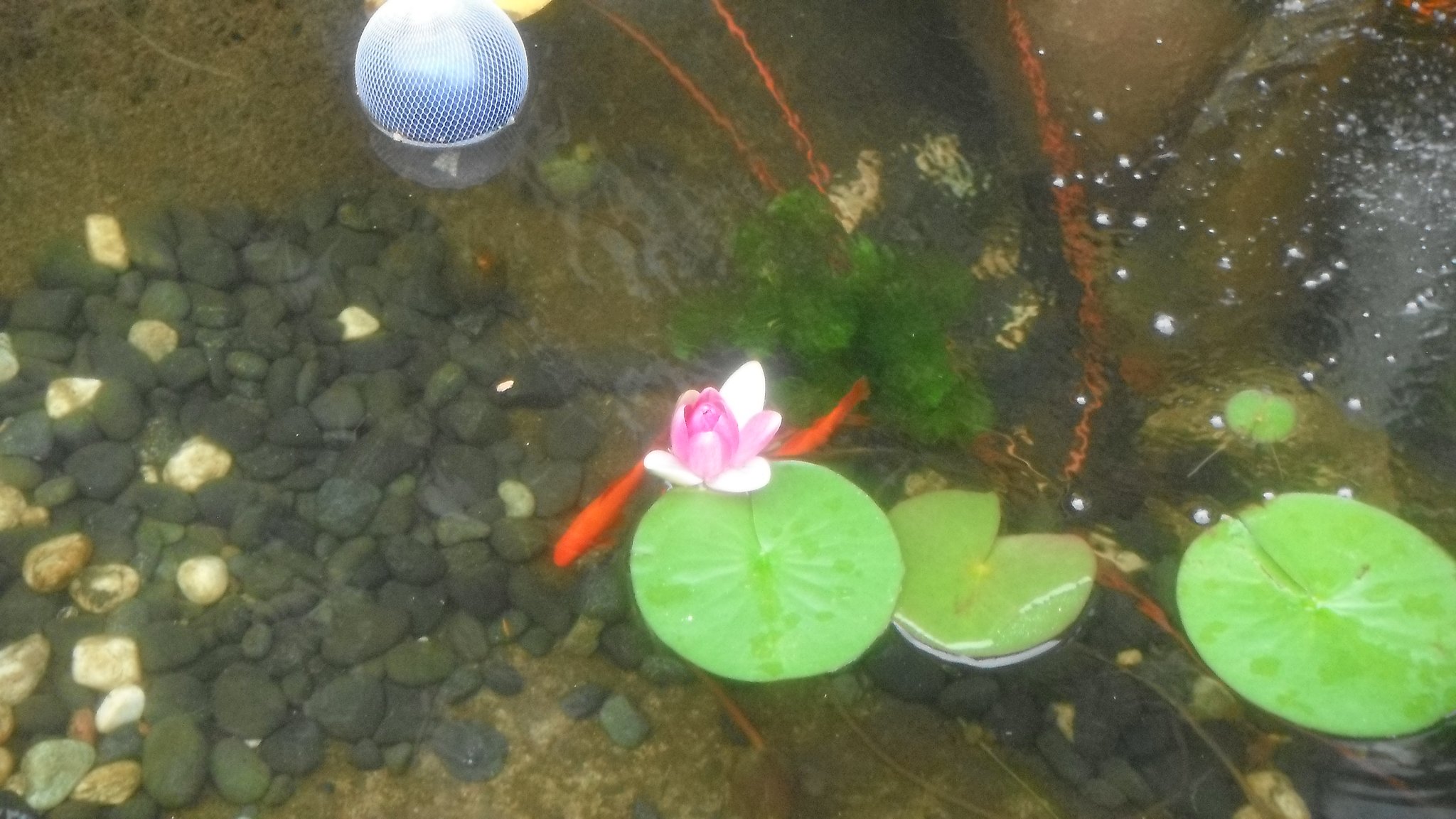 【夏】小池にスイレン