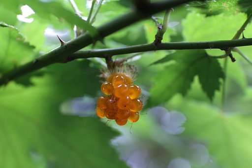 山の恵み