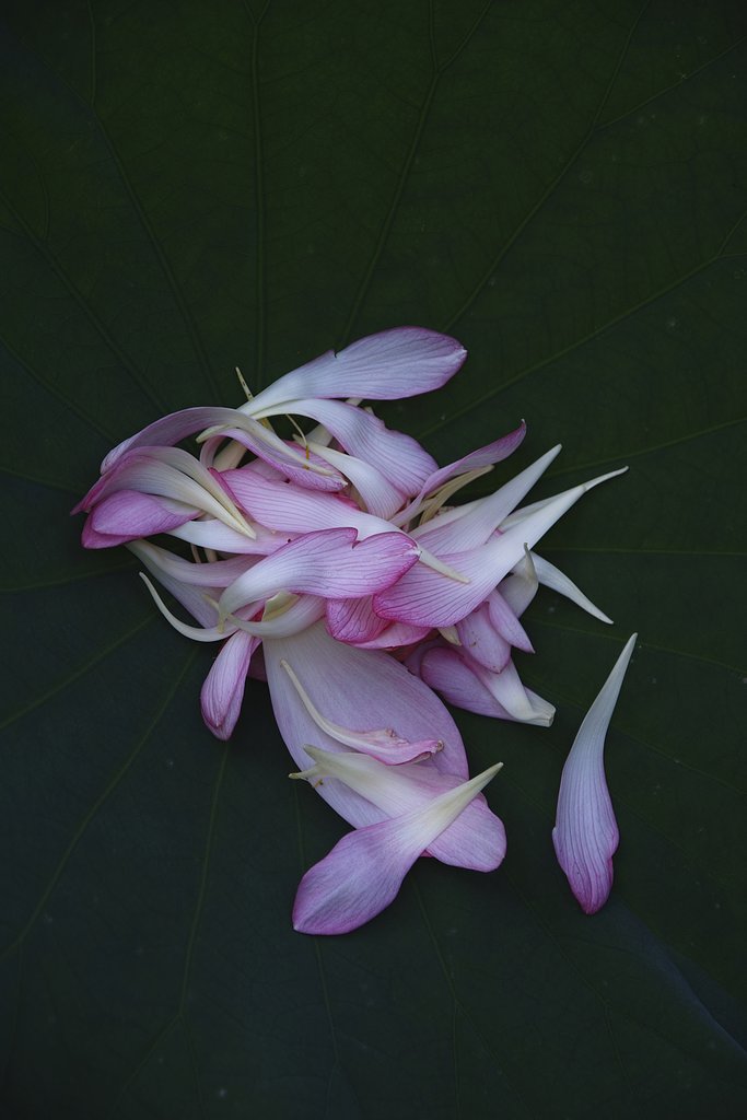 蓮の花びら