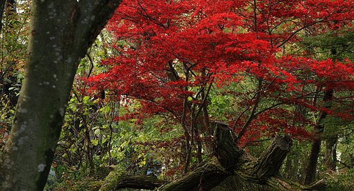 人知れず　さらば秋よと　染まりけり