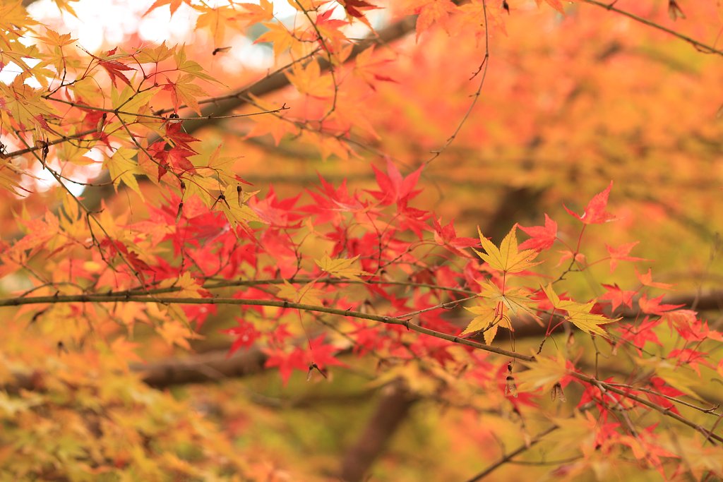 もみじの紅葉