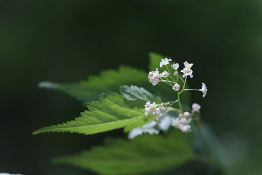 東京の里山で：コゴメウツギ