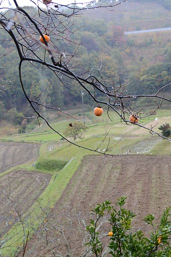 雨模様
