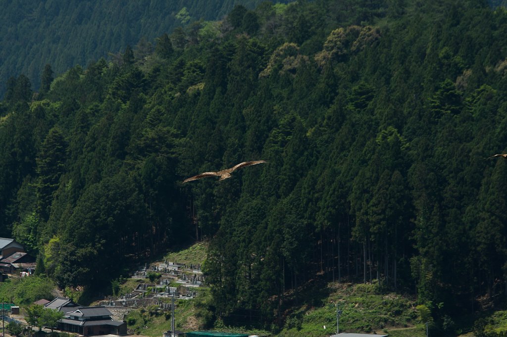 bird's eye 