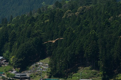 bird's eye 