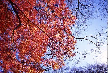 新宿御苑の紅葉