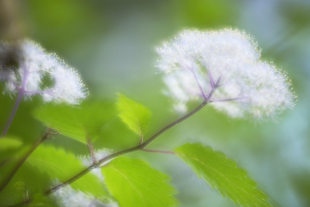 紫陽花多重奏