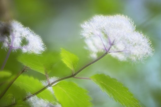紫陽花多重奏