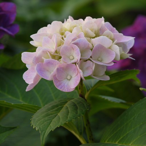 紫陽花