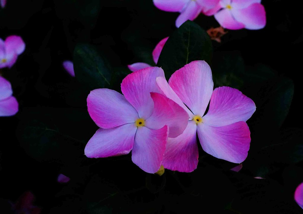 「?の花」