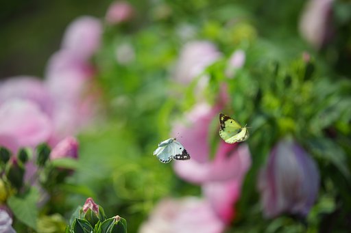 芙蓉の丘で追いかけて