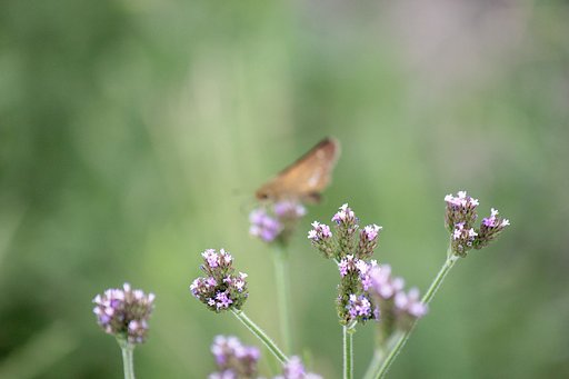 野の紫小花、名前知らずです