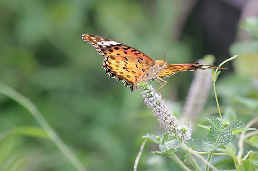 ミントとツマグロヒョウモン