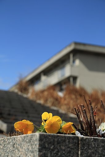 【光】を浴びて花開く