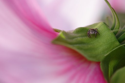 芙蓉の海を見て