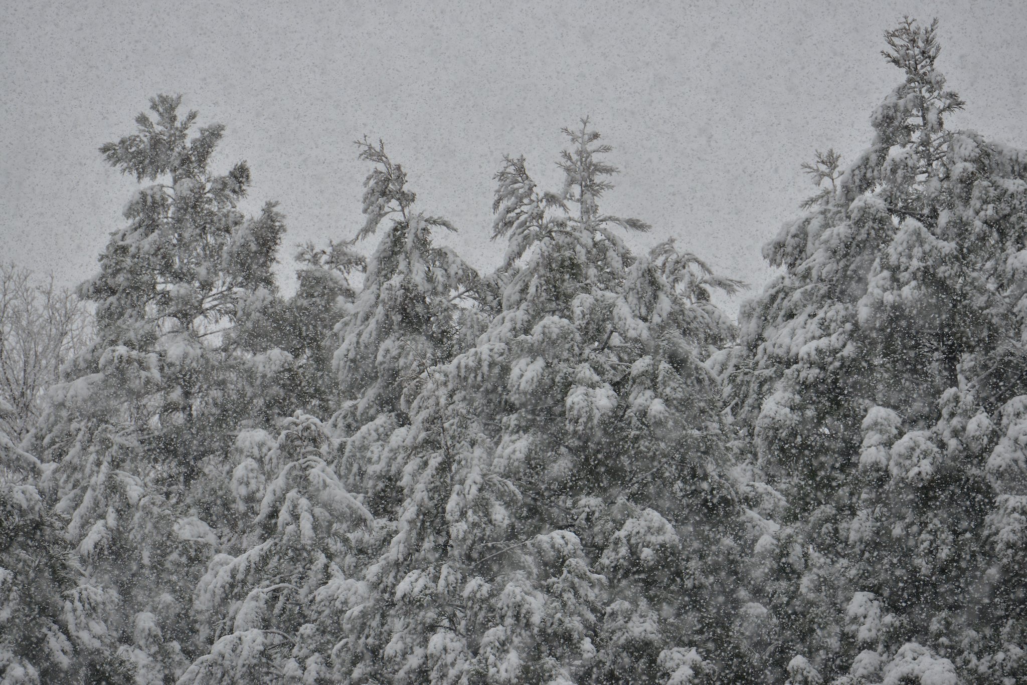 大雪
