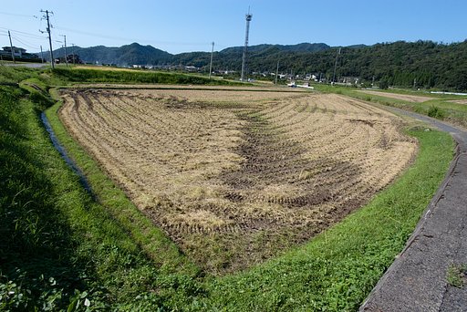 稲刈り。