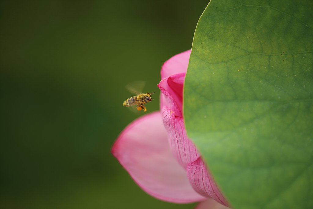 初夏の喜び