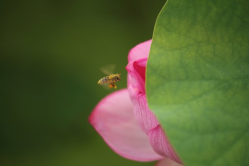 初夏の喜び