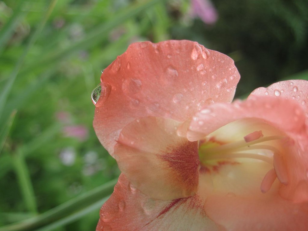 雨のグラジオラス