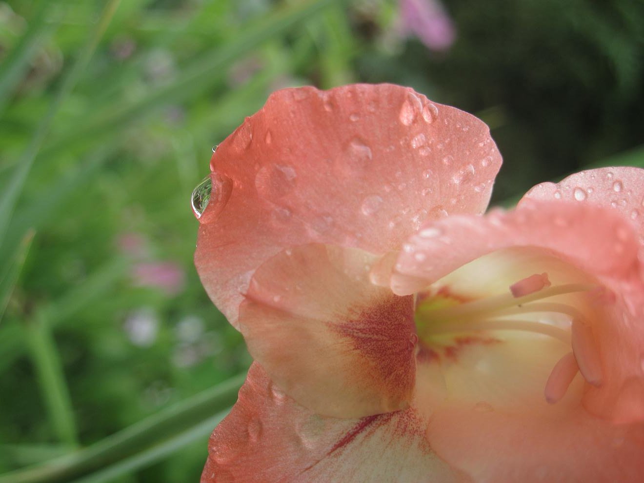 雨のグラジオラス