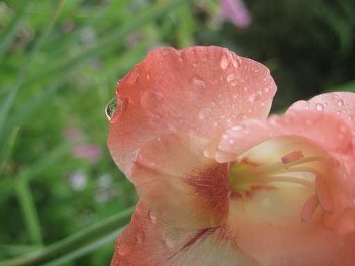 雨のグラジオラス