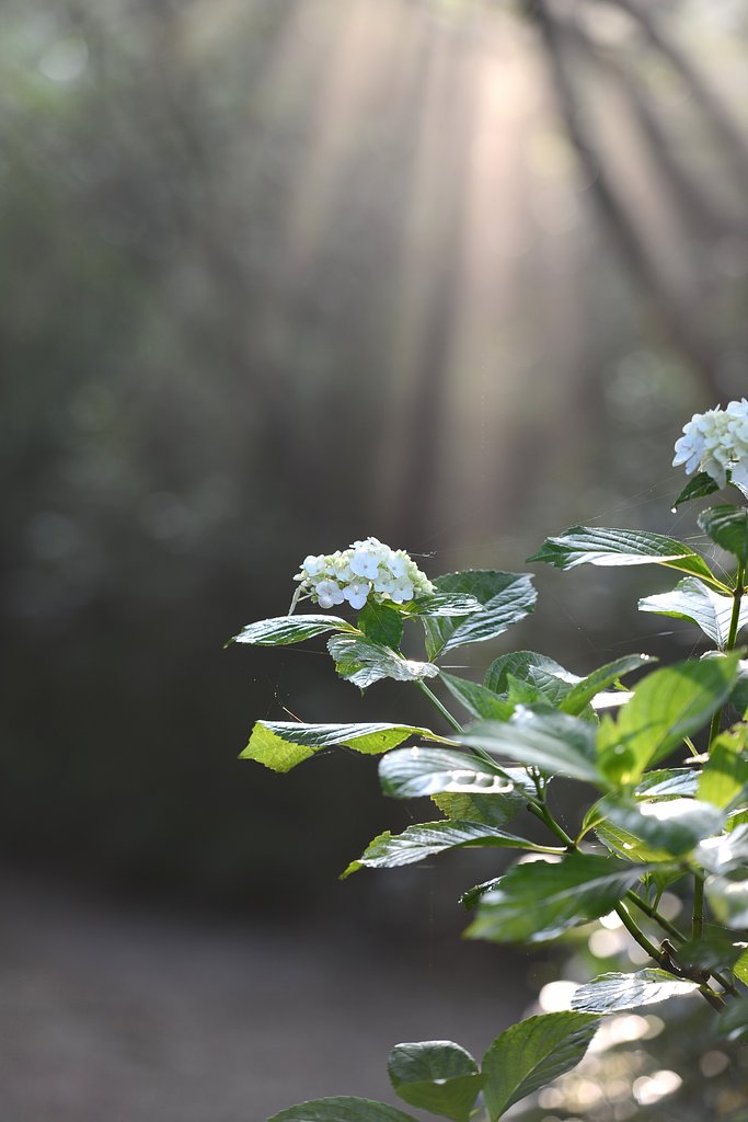 目覚めの紫陽花