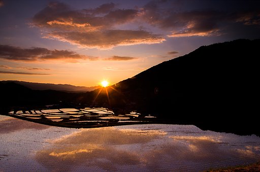 明日香の棚田