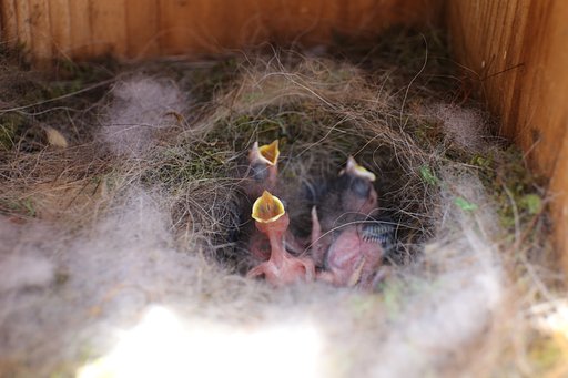 生まれました