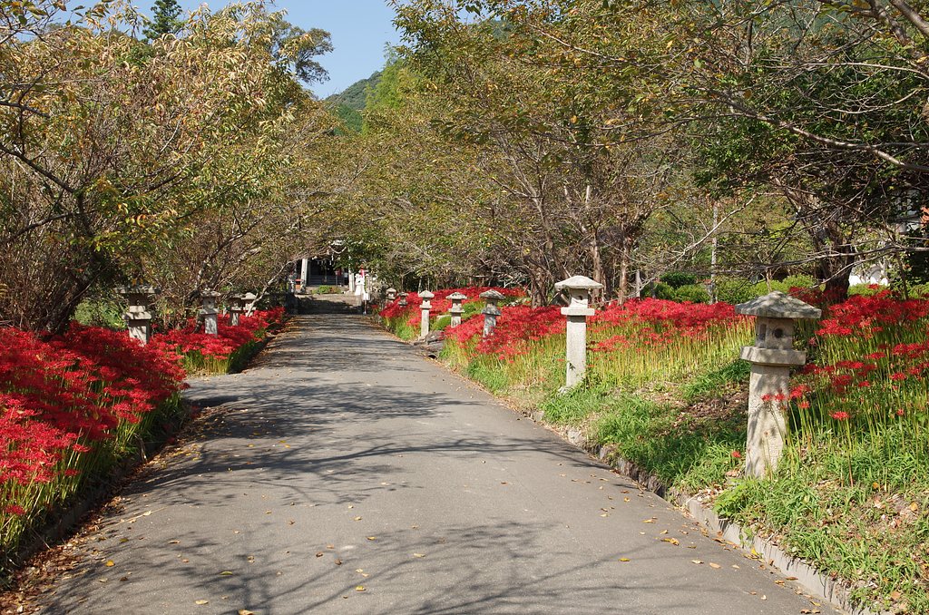 彼岸花５