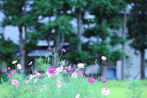 秋雨と屋敷林