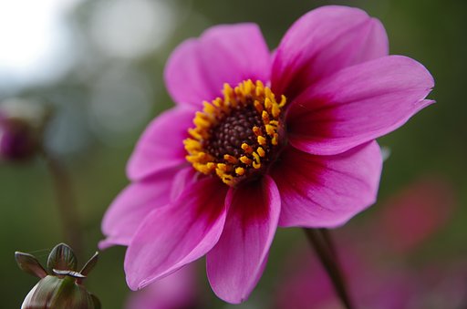 秋の花