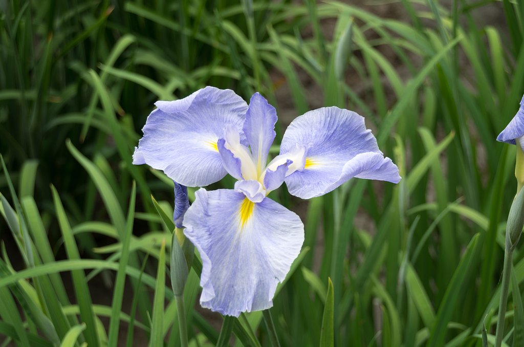 水色花菖蒲