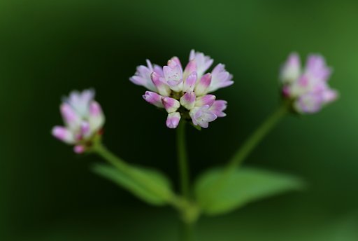 薄紙細工