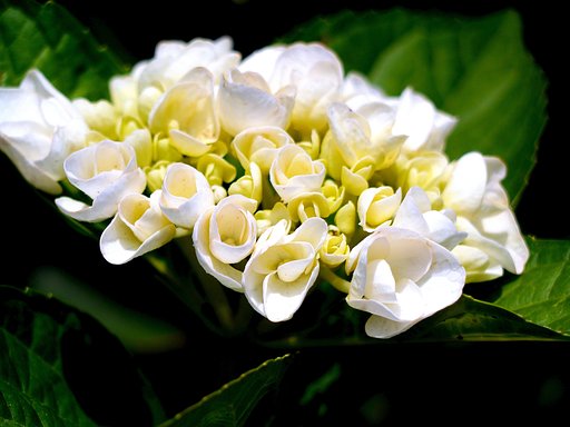 紫陽花　G