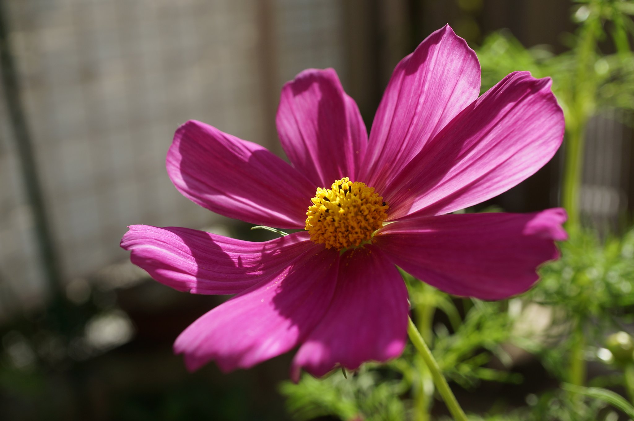 【　COSMOSⅡ　】