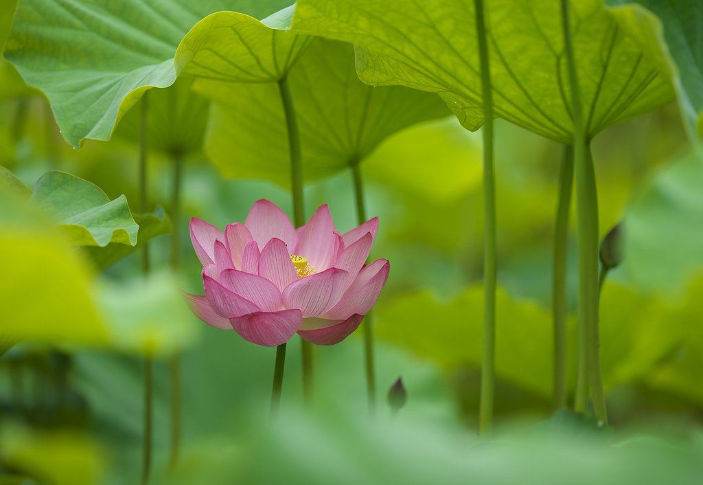 浄土の花