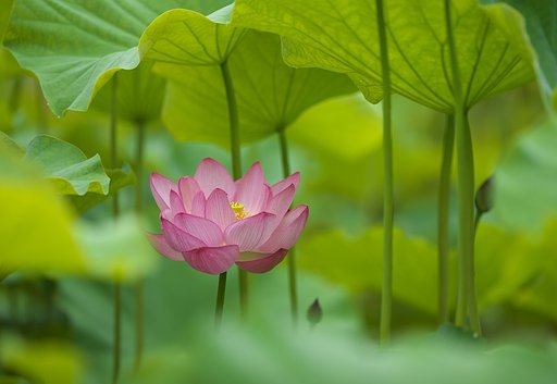 浄土の花