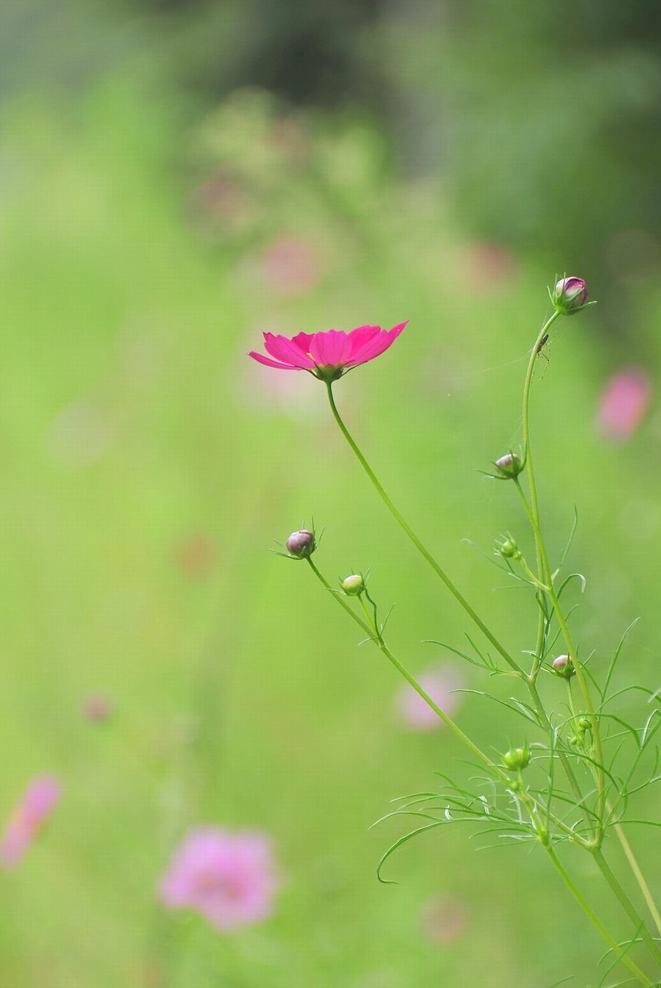 【秋】小さい秋みつけた