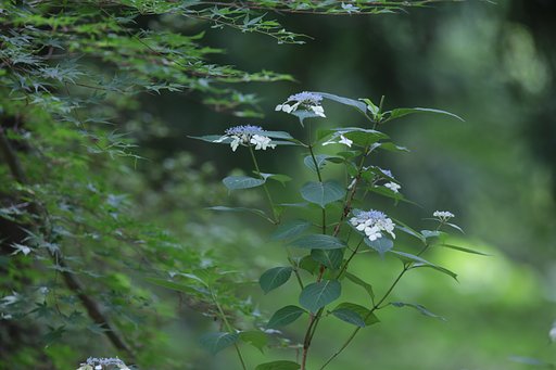 アジサイの咲く森