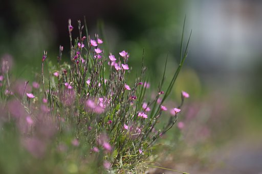 赤花夕化粧