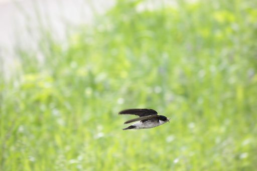材集めイワツバメ